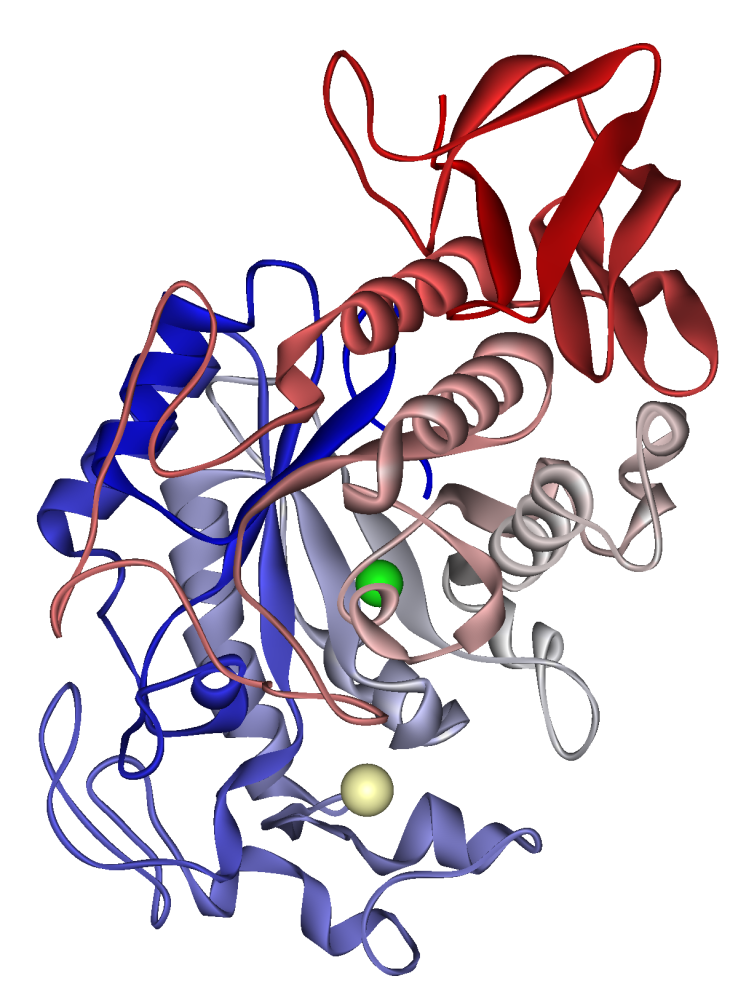 Salivary alpha amylase